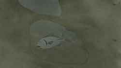 Красная черепаха.2016. коровий мультфильм